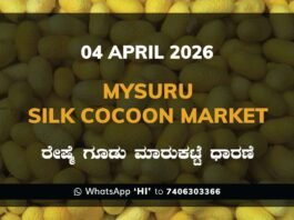 Mysuru Silk Cocoon Market Rates – 04 April 2026