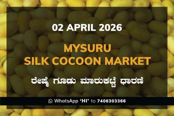 Mysuru Silk Cocoon Market Rates – 02 April 2026