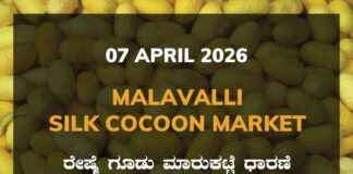 Mysuru Silk Cocoon Market – 07 April 2026