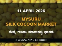 Mysuru Silk Cocoon Market Rates – 11 April 2026