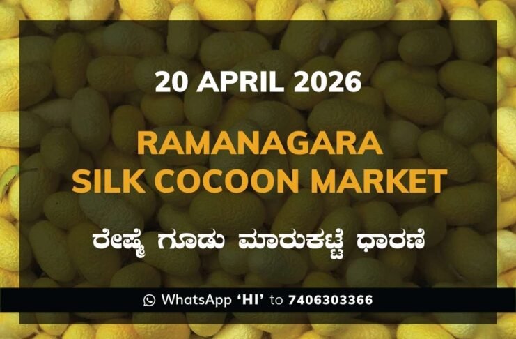 Ramanagara Silk Cocoon Market Rates – 20 April 2026