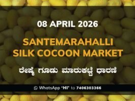 Santemarahalli Silk Cocoon Market Rates – 08 April 2026