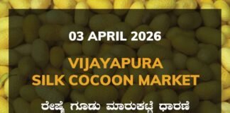 Vijayapura Silk Cocoon Market – 03 April 2026 Vijayapura Silk Cocoon Market