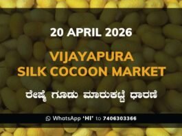 Vijayapura Silk Cocoon Market Rates – 20 April 2026