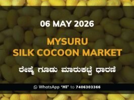 Mysuru Silk Cocoon Market – 06 May 2026