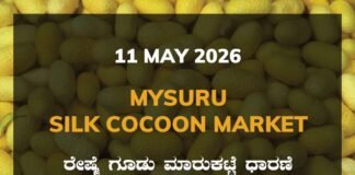 Mysuru Silk Cocoon Market – 11 May 2026 Mysuru Silk Cocoon Market – 11 May 2026