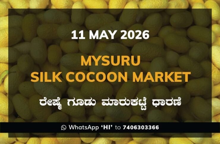 Mysuru Silk Cocoon Market – 11 May 2026
