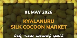Kyalanuru Silk Cocoon Market – 01 May 2026 Kyalanuru Silk Cocoon Market – 01 May 2026