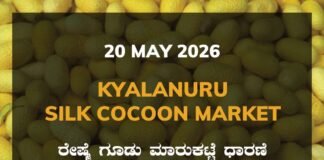 Kyalanuru Silk Cocoon Market – 20 May 2026 Kyalanuru Silk Cocoon Market – 20 May 2026