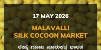 Malavalli Silk Cocoon Market – 17 May 2026 Malavalli Silk Cocoon Market