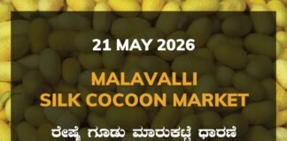 Malavalli Silk Cocoon Market – 21 May 2026 Malavalli Silk Cocoon Market – 21 May 2026