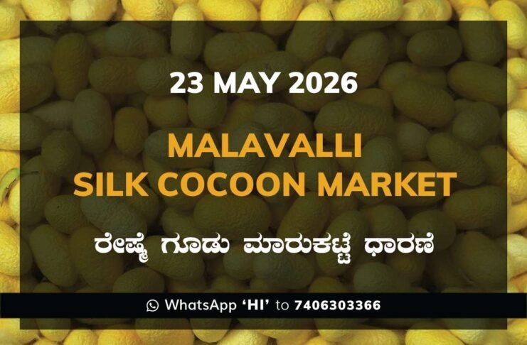 Malavalli Silk Cocoon Market – 23 May 2026