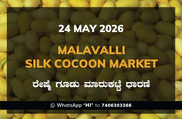 Malavalli Silk Cocoon Market – 24 May 2026