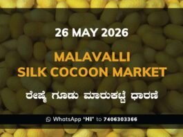 Malavalli Silk Cocoon Market – 26 May 2026