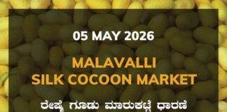 Malavalli Silk Cocoon Market – 05 May 2026 Malavalli Silk Cocoon Market – 05 May 2026