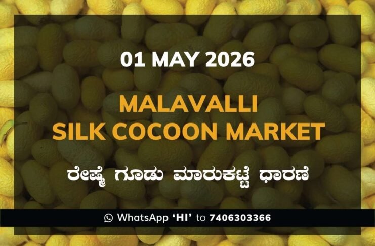Malavalli Silk Cocoon Market – 01 May 2026