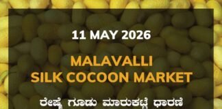 Malavalli Silk Cocoon Market – 11 May 2026 Malavalli Silk Cocoon Market – 11 May 2026
