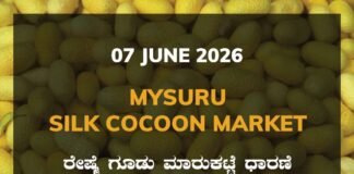 Mysuru Silk Cocoon Market – 07 June 2026 Mysuru Silk Cocoon Market – 07 June 2026