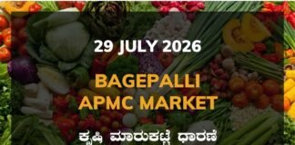 Bagepalli APMC Agriculture Market: 29 July 2026 Bagepalli APMC Market Rates - 29 July 2026