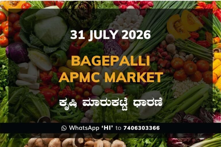 Bagepalli APMC Market Rates – 31 July 2026