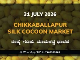 Chikkaballapura Silk Cocoon Market Rates – 31 July 2026