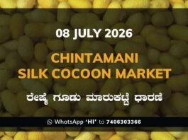 Chintamani Silk Cocoon Market Rates – 08 July 2026