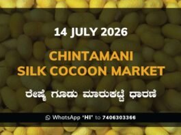 Chintamani Silk Cocoon Market Rates – 14 July 2026