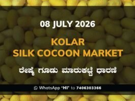 Kolar Silk Cocoon Market Rates – 08 July 2026