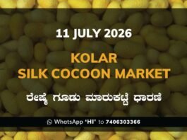 Kolar Silk Cocoon Market Rates – 11 July 2026