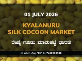 Kyalanuru Silk Cocoon Market – 1 July 2026 Kyalanuru Silk Cocoon Market Rates – 1 July 2026