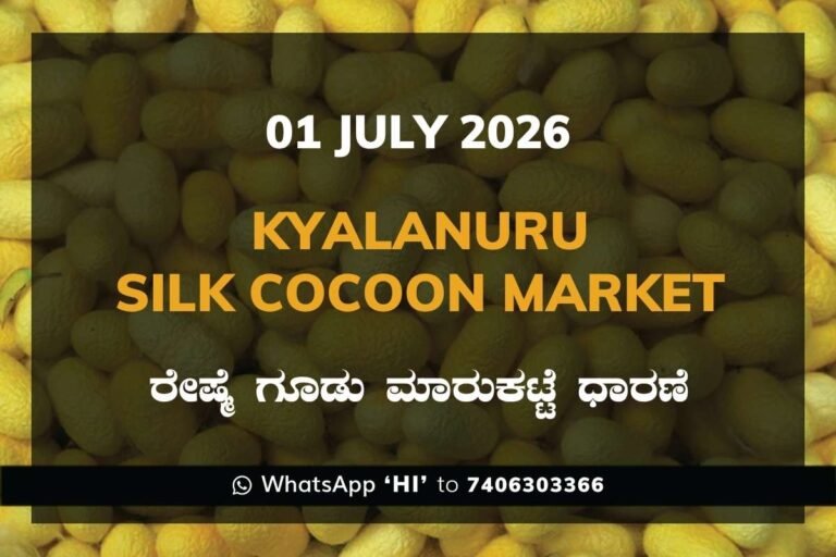 Kyalanuru Silk Cocoon Market Rates – 1 July 2026