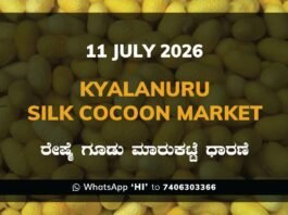 Kyalanuru Silk Cocoon Market Rates – 11 July 2026