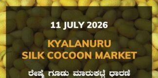 Kyalanuru Silk Cocoon Market – 11 July 2026 Kyalanuru Silk Cocoon Market Rates – 11 July 2026