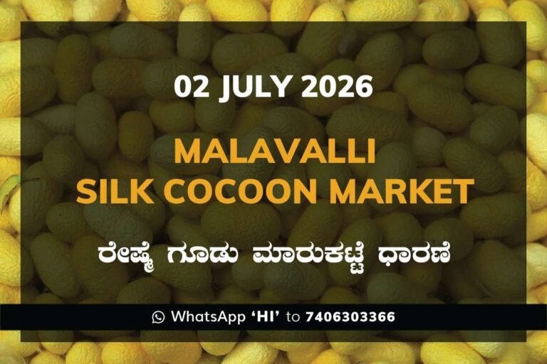 Malavalli Silk Cocoon Market Rates – 02 July 2026