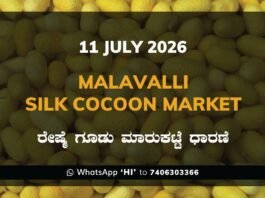 Malavalli Silk Cocoon Market Rates – 11 July 2026