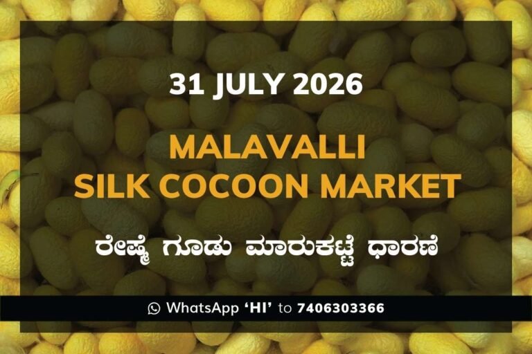 Malavalli Silk Cocoon Market Rates – 31 July 2026