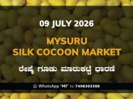 Mysuru Silk Cocoon Market Rates – 09 July 2026
