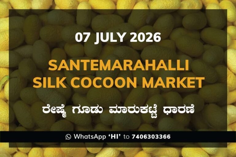 Santemarahalli Silk Cocoon Market Rates – 07 July 2026