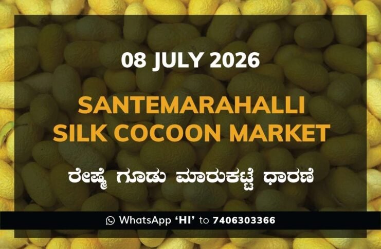 Santemarahalli Silk Cocoon Market Rates – 08 July 2026