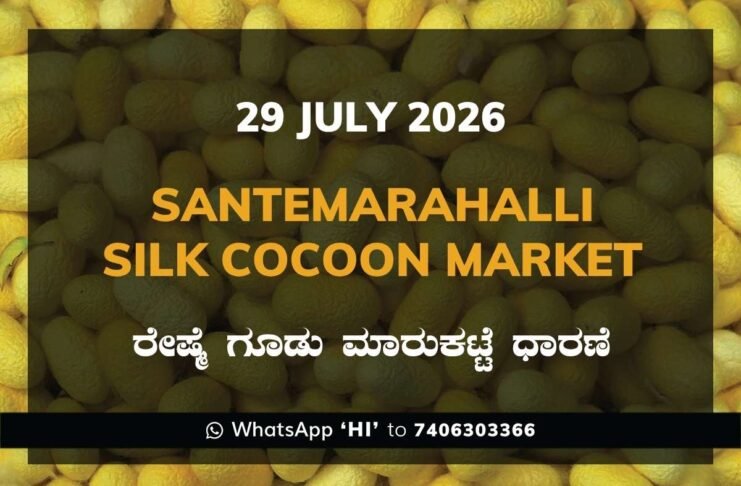 Santemarahalli Silk Cocoon Market Rates – 29 July 2026