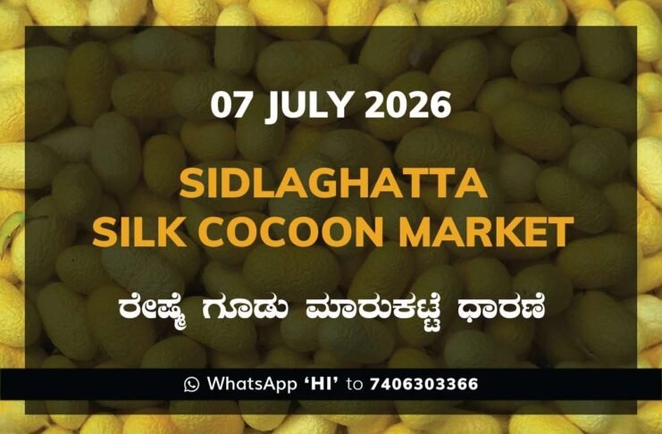 Sidlaghatta Silk Cocoon Market Rates – 07 July 2026