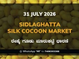 Sidlaghatta Silk Cocoon Market Rates – 31 July 2026