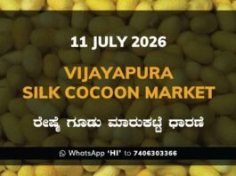 Vijayapura Silk Cocoon Market Rates – 11 July 2026