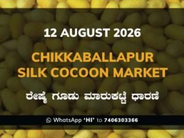 Chikkaballapur Silk Cocoon Market Rates – 12 August 2026