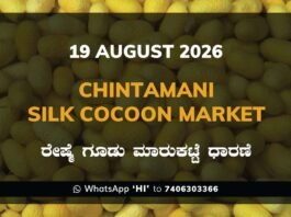 Chintamani Silk Cocoon Market Rates – 19 August 2026