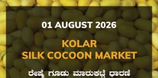 Kolar Silk Cocoon Market – 01 August 2026 Kolar Silk Cocoon Market Rates – 01 August 2026