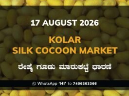 Kolar Silk Cocoon Market Rates – 17 August 2026