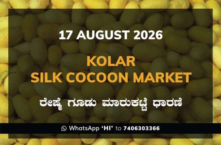 Kolar Silk Cocoon Market Rates – 17 August 2026