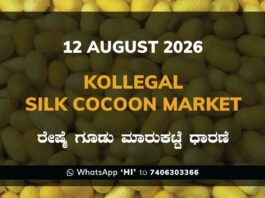 Kollegal Silk Cocoon Market – 12 August 2026 Kollegal Silk Cocoon Market Rates – 12 August 2026