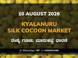 Kyalanuru Silk Cocoon Market Rates – 10 August 2026